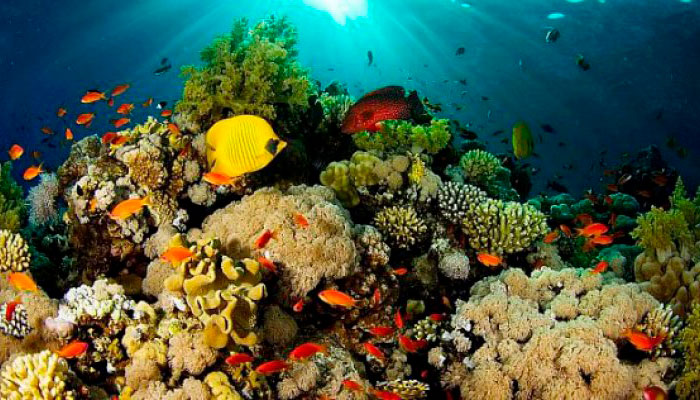 manchones reef 
